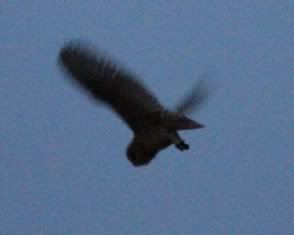 IMG_2869aw.jpg