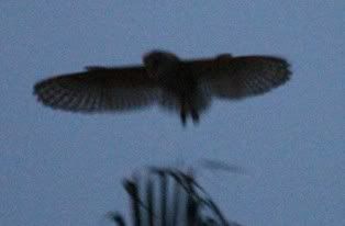 IMG_2877aw.jpg