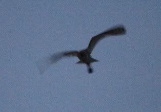 IMG_2886aw.jpg
