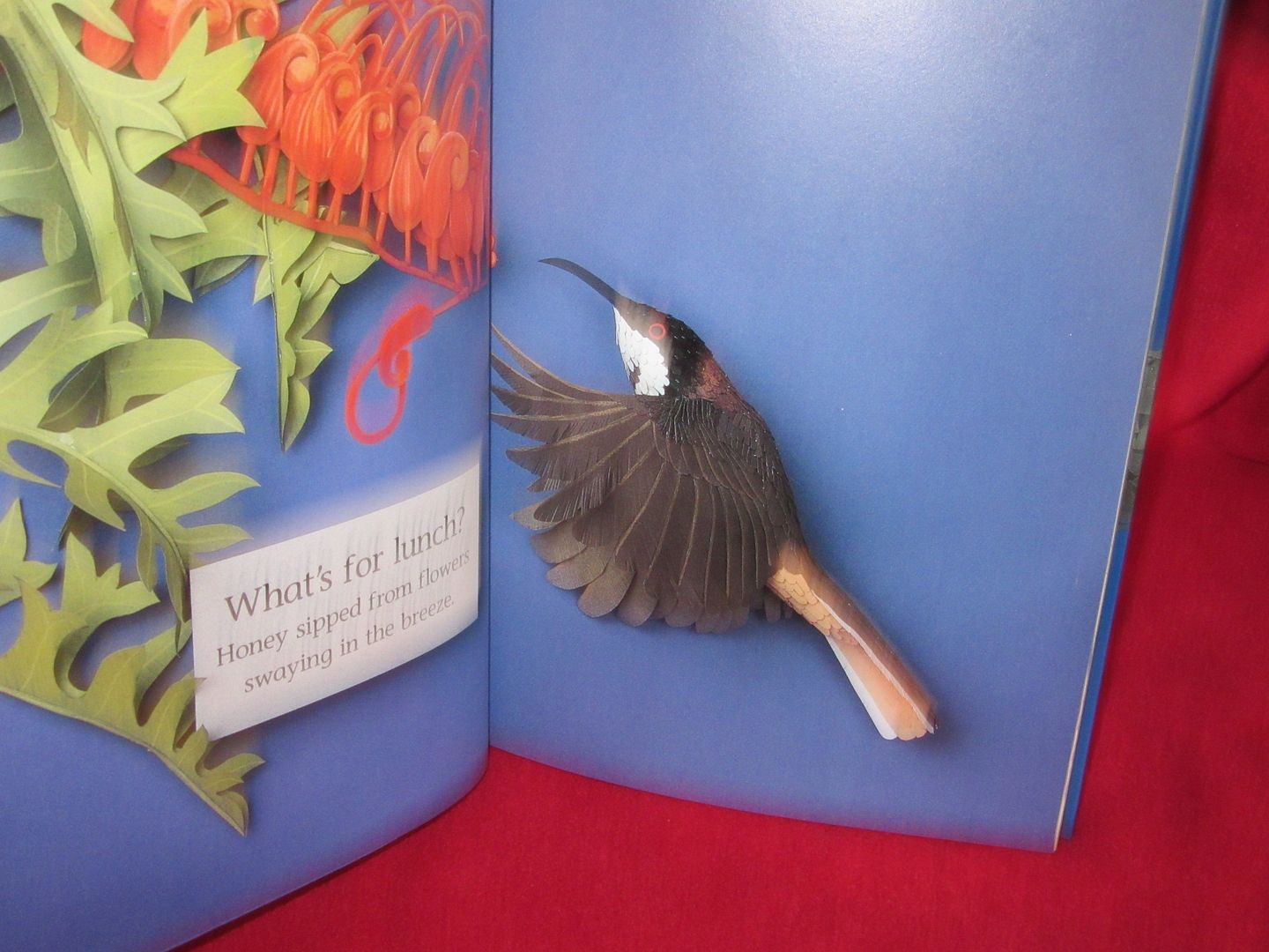  photo IMG_5248_zpsiwqf77oe.jpg