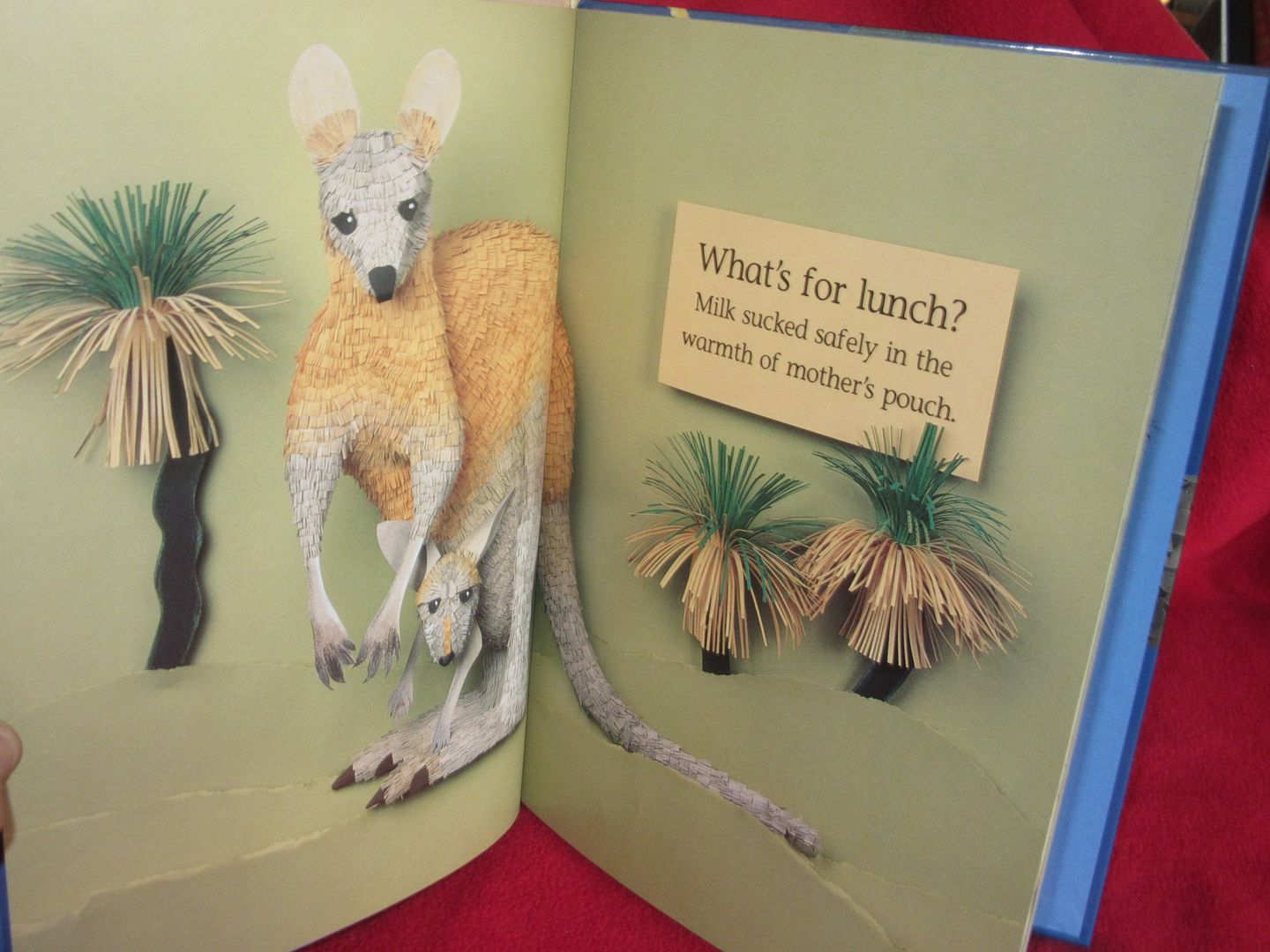  photo IMG_5249_zpsjcflzca7.jpg