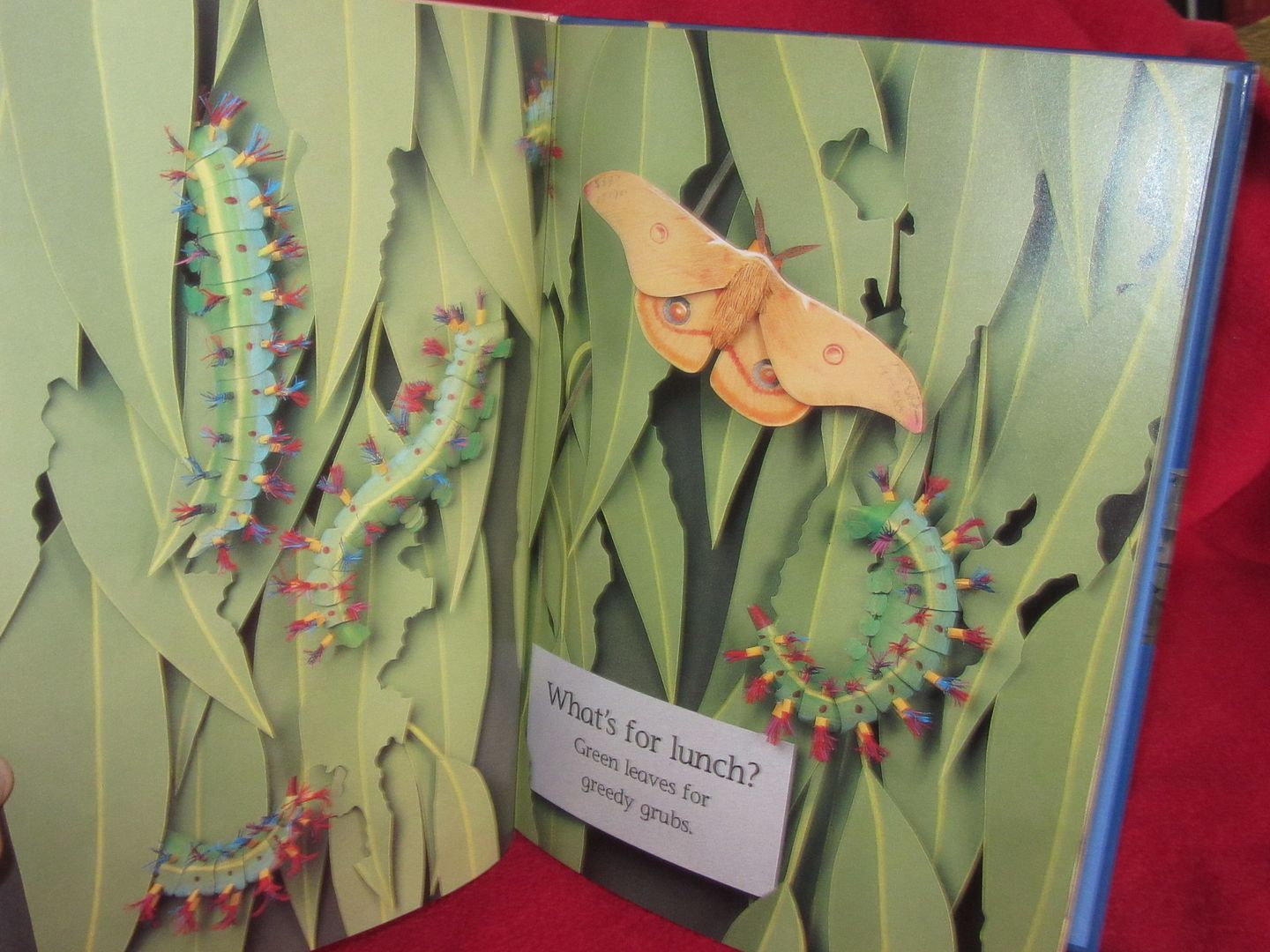  photo IMG_5250_zpswmi14cxv.jpg