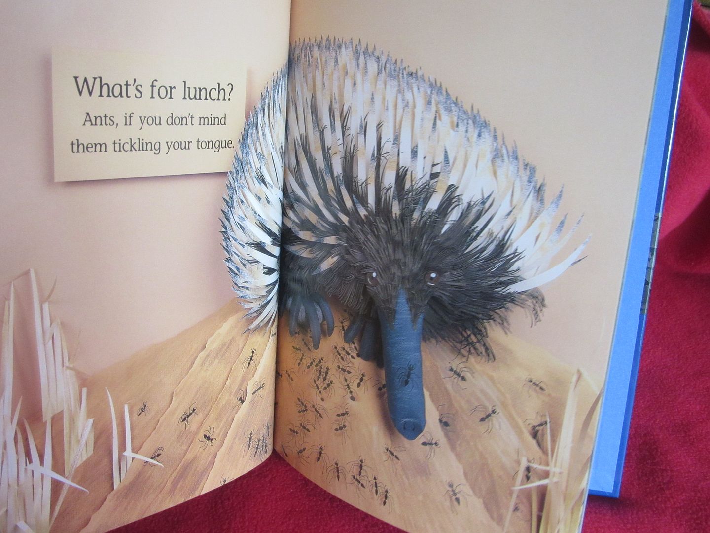  photo IMG_5253_zpsgontlyvr.jpg