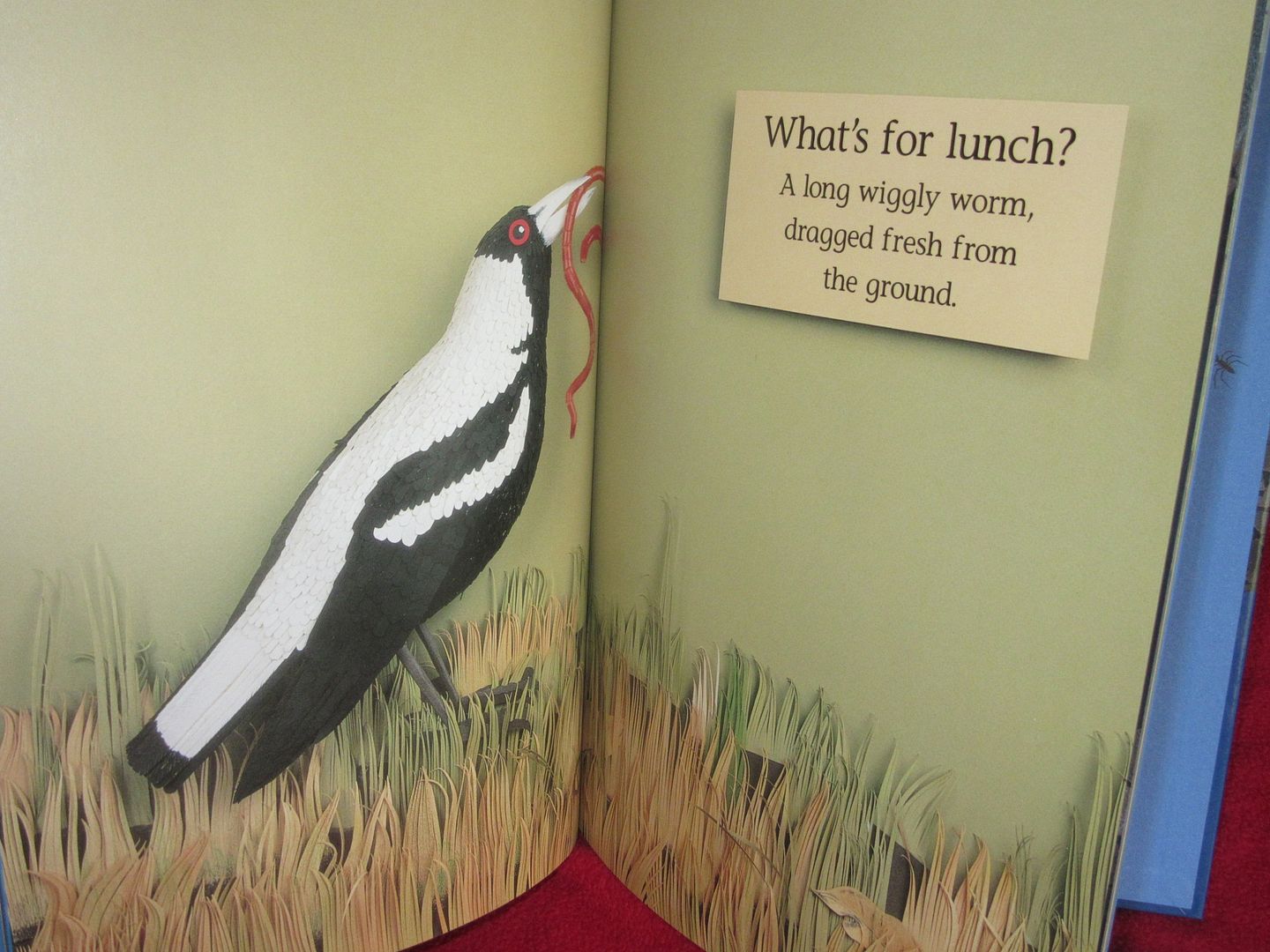  photo IMG_5255_zpsprteyyjc.jpg