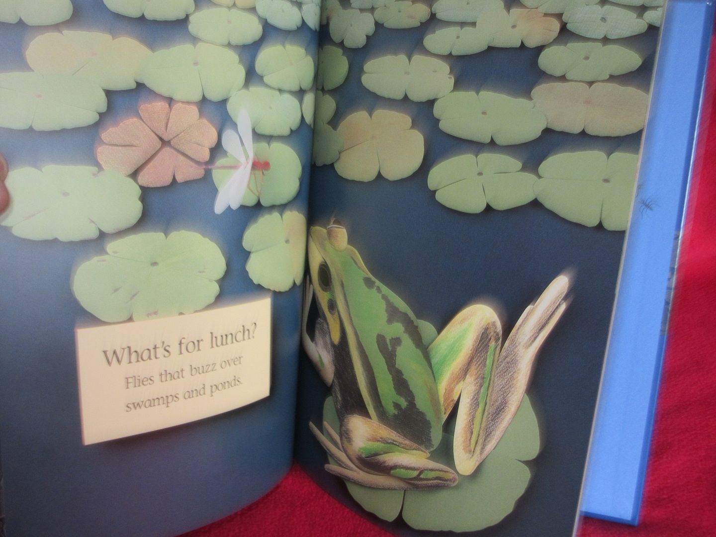  photo IMG_5257_zpsoplquiyw.jpg