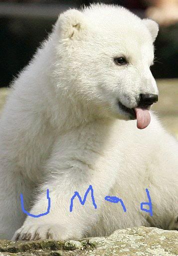 polar-bear-1.jpg