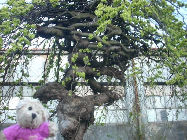 http://i1044.photobucket.com/albums/b445/Resurie/Blinchick/DSCN9687.jpg?t=1287765097