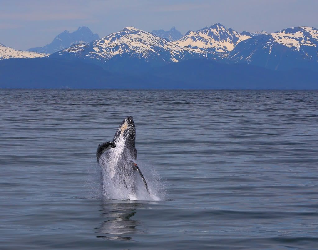 IMAGE: http://i1044.photobucket.com/albums/b446/LarrysPhotos/Alaska%202010/IMG_0688c.jpg
