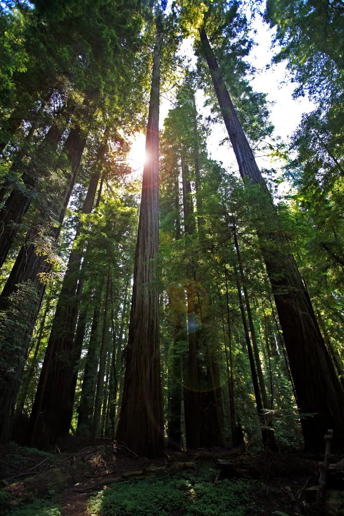 IMAGE: http://i1044.photobucket.com/albums/b446/LarrysPhotos/Pacific%20Coast/RedwoodWhimsy.jpg