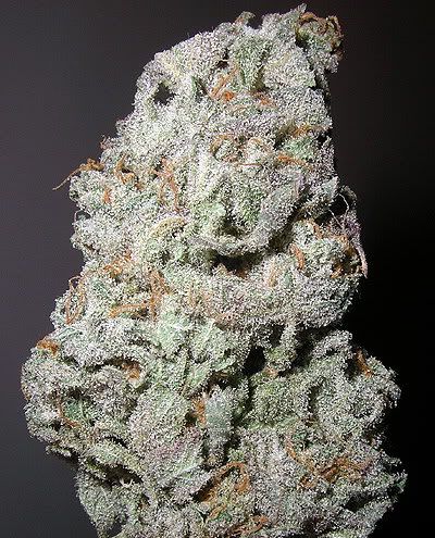 Grape Bud