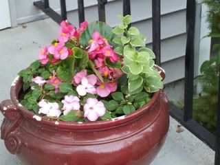 Begonia Vinca Impatiens