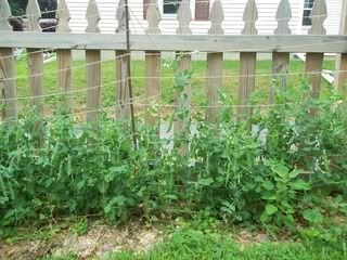 june 21 peas