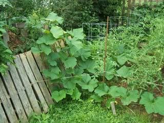 volunteer squash