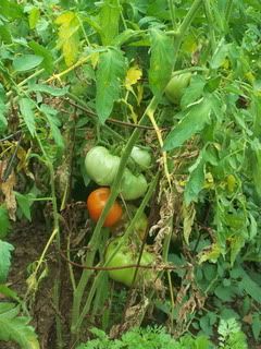 first tomato