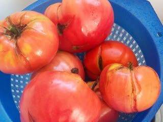 cracked tomatoes