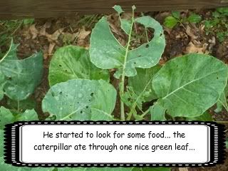 cabbage moth damage