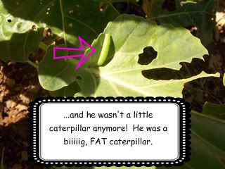 big caterpillar