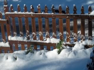 snowed in brussel sprouts