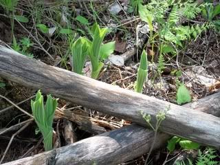 Lady slipper