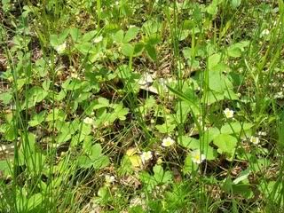 wild strawberries