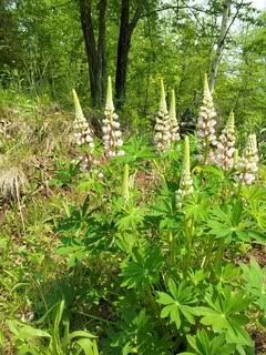 lupines