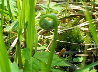 baby ferns