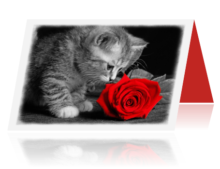 photo dieren-kaarten-kat-03_zpsmvq4cuus.png