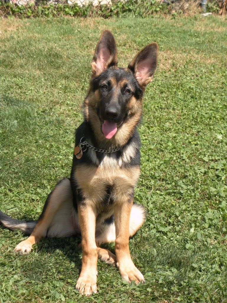 My Beauty Just Turned 6 Months! German Shepherd Dog Forums