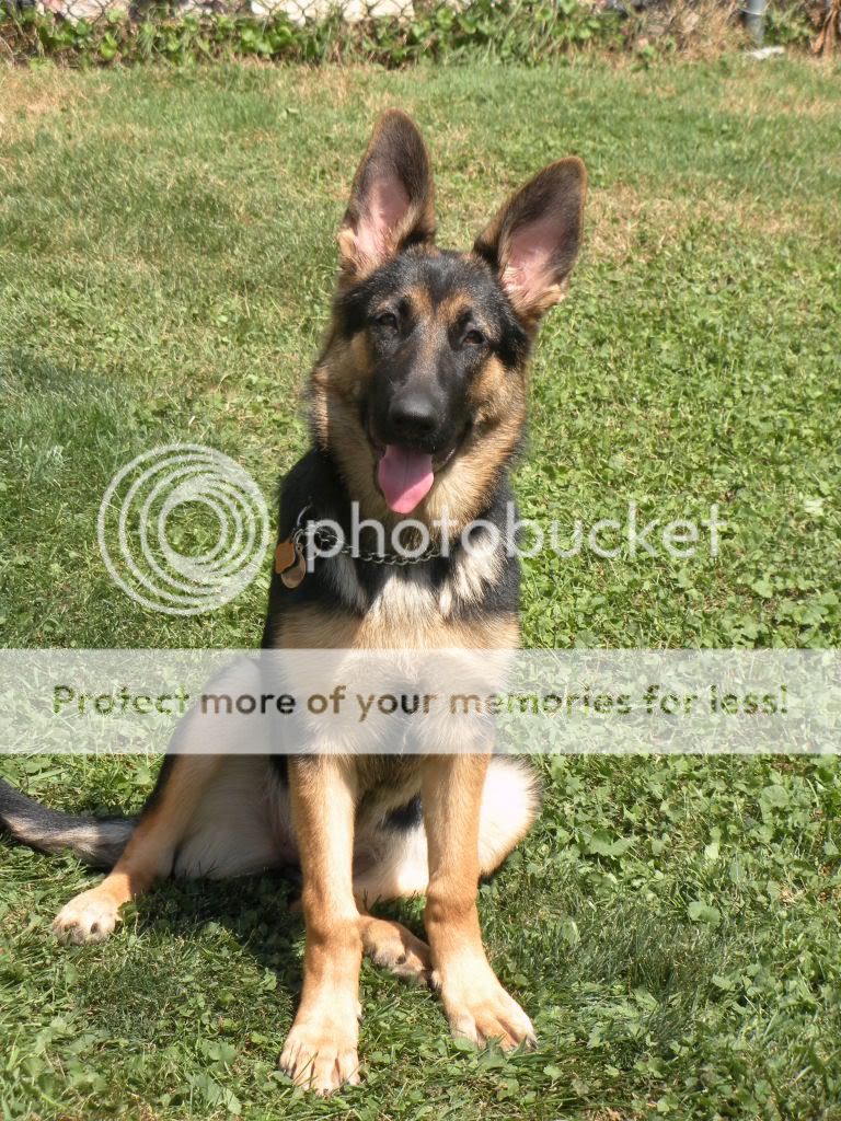 My Beauty Just Turned 6 Months! - German Shepherd Dog Forums